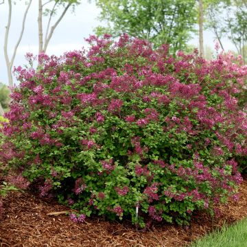 Syringa Bloomerang Dark Purple - Dwergsering
