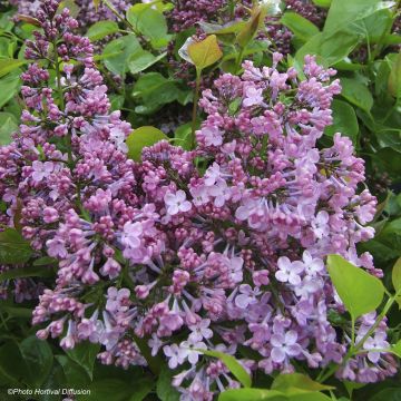 Syringa hyacinthiflora Maidens Blush - Gewone sering