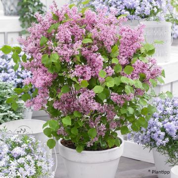 Syringa meyeri Flowerfesta Pink - Dwergsering