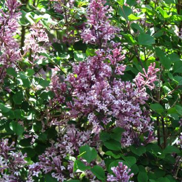 Syringa meyeri Palibin - Dwergsering