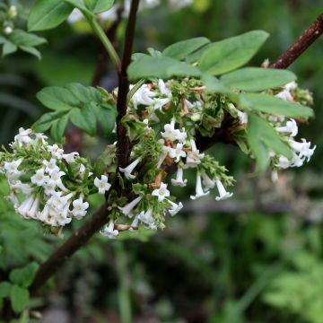Syringa pinnatifolia - Sering