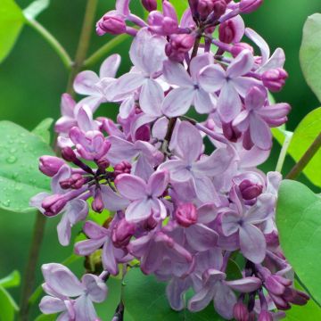 Syringa vulgaris - Gewone sering