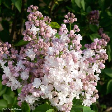 Syringa vulgaris Belle de Moscou - Gewone sering