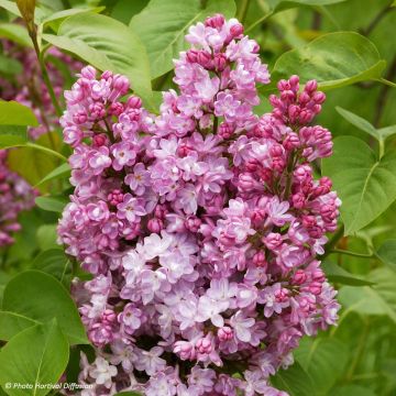 Syringa vulgaris Belle de Nancy - Gewone sering