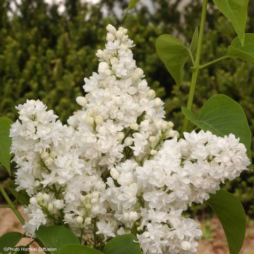 Syringa vulgaris Dentelle d'Anjou - Gewone sering