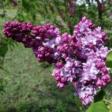 Syringa vulgaris Paul Thirion - Gewone sering
