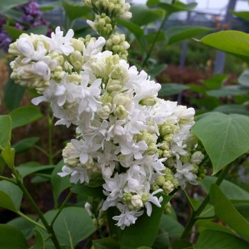 Syringa vulgaris Madame Lemoine - Gewone sering
