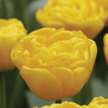 Tulipa Gold Fever - Dubbele late tulp