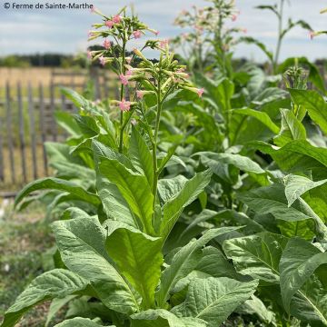 Nicotiana tabacum Gold Leaf Orinoco biologisch - Tabaksplant Nicotiana tabacum Gold Leaf Orinoco biologisch - Tabaksplant