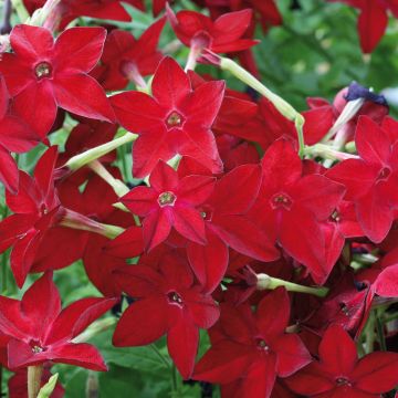 Nicotiana sanderae Perfume Red - Siertabak
