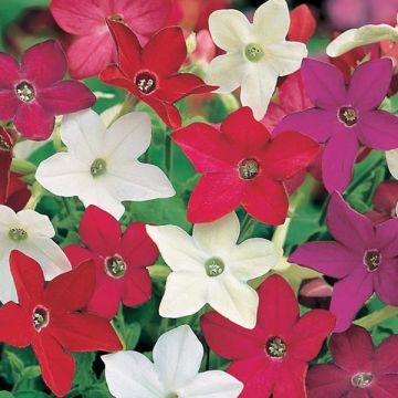 Nicotiana Evening Fragance Mix (zaad) - Siertabak