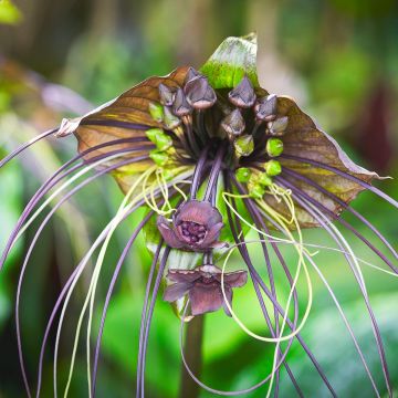 Tacca chantrieri - Vleermuisbloem