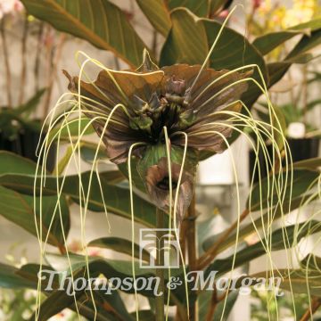 Tacca chantrieri Green Isle (zaad) - Vleermuisbloem