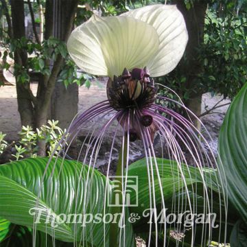 Tacca chantrieri Nivea (zaad) - Witte vleermuisbloem