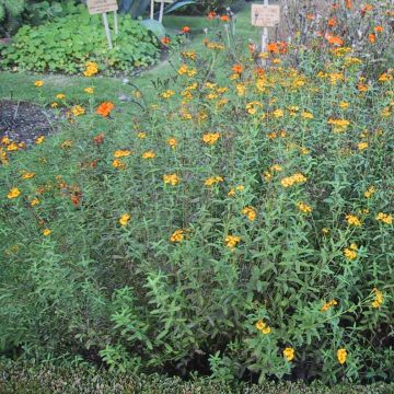 Mexicaanse dragon - Tagetes lucida