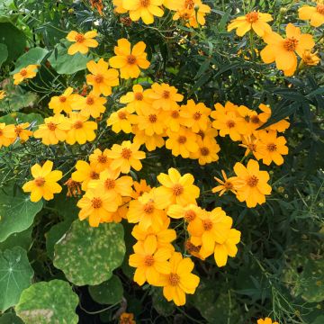 Tagetes lemmonii - Afrikaantje