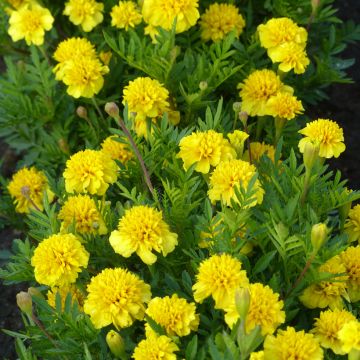 Klein afrikaantje Petite Citroengeel (zaad) - Tagetes patula Klein afrikaantje Petite Citroengeel (zaad) - Tagetes patula