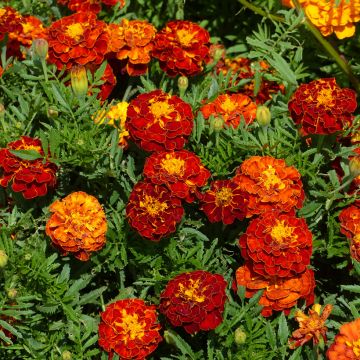Klein afrikaantje Rusty Red (zaad) - Tagetes patula