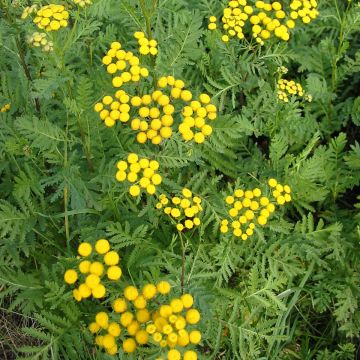 Boerenwormkruid - Tanacetum vulgare (zaad)
