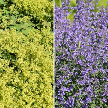 Geel en blauw tapijt van vrouwenmantel en kattenkruid