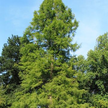 Taxodium distichum - Moerascipres