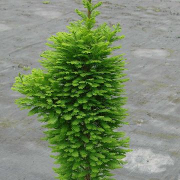Taxodium distichum Pevé Minaret - Moerascipres