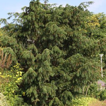 Taxus baccata Dovastoniana - Venijnboom