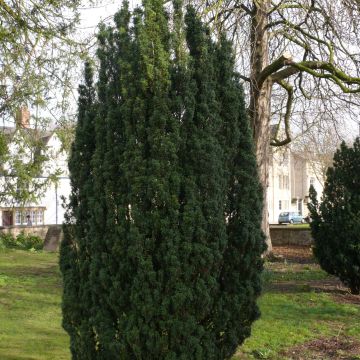 Taxus baccata Fastigiata Robusta - Venijnboom