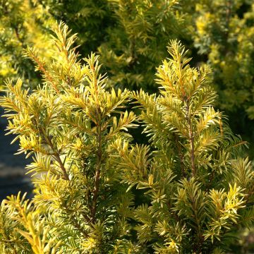 Taxus baccata Kupfergold - Venijnboom