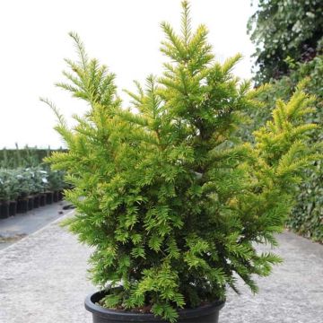 Taxus baccata Semperaurea - Venijnboom