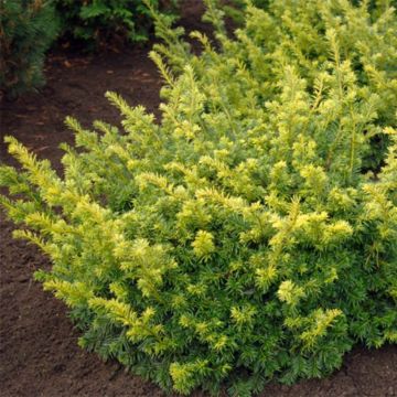 Taxus baccata Summergold - Venijnboom