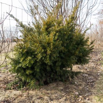 Taxus media Densiformis - Venijnboom