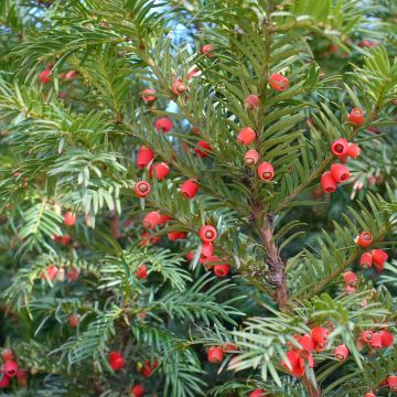 Taxus baccata - Venijnboom