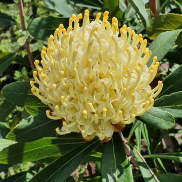 Telopea Shady Lady Yellow - Waratah