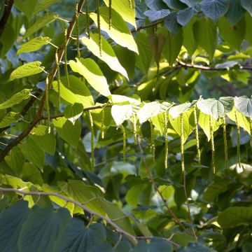 Tetracentron sinense - Sporenboom