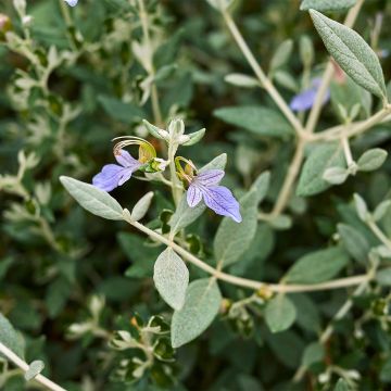 Teucrium fruticans Selection Erecta - Gamander