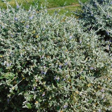 Teucrium fruticans - Struikgamander