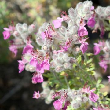 Teucrium marum - Amberkruid