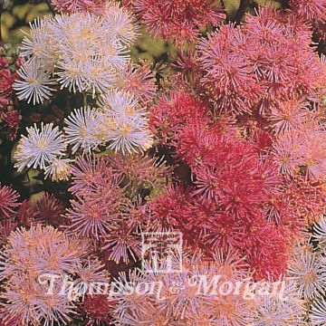 Thalictrum aquilegifolium New Hybrids Mixed (zaad) - Akeleiruit