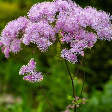 Thalictrum Yulia - Ruit