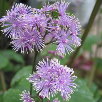 Thalictrum actaeifolium Perfume Star - Ruit