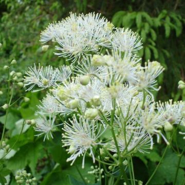 Thalictrum aquilegifolium Album - Akeleiruit