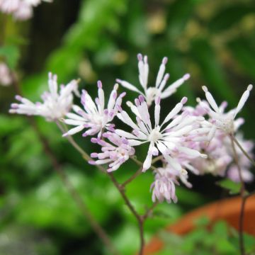 Thalictrum kiusianum - Dwergruit