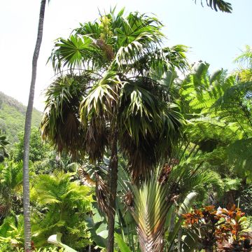 Thrinax parviflora - Jamaicaanse palm