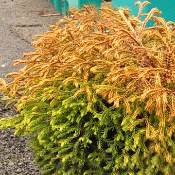 Thuja occidentalis Golden Tuffet - Westerse levensboom