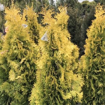 Thuja occidentalis Jantar - Westerse levensboom