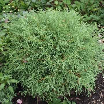 Thuja occidentalis Mr Bowling Ball - Westerse levensboom