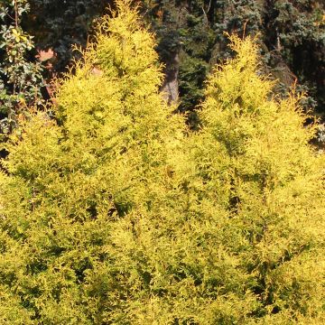 Thuja occidentalis Rheingold - Westerse levensboom