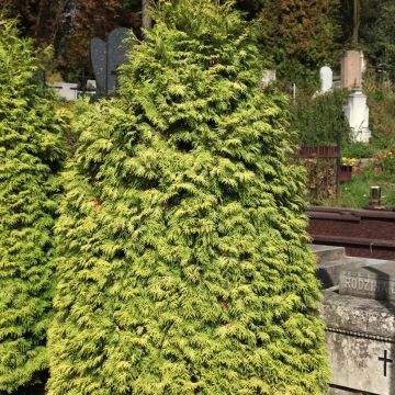 Thuja occidentalis Wareana Lutescens - Westerse levensboom