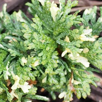 Thuja orientalis Fleck - Levensboom